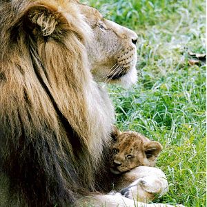 Father_and_Son_Lion_2_Colour