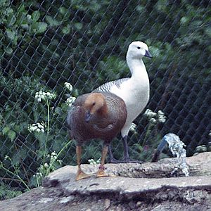 Magellan goose