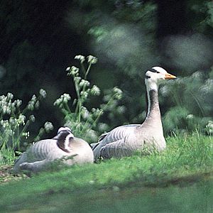 Bar-headed goose