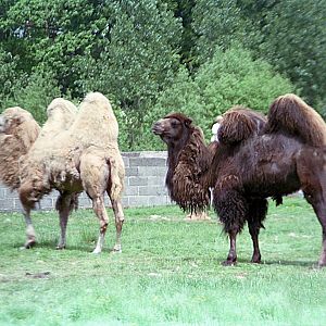 Bactrian camels
