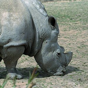 Southern white rhinoceros