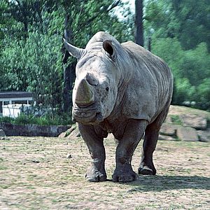 Southern white rhinoceros