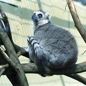 Ring-tailed lemur