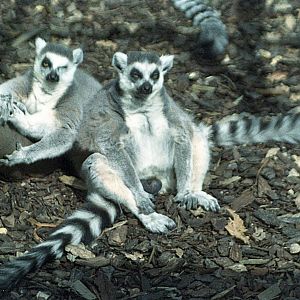Ring-tailed lemur