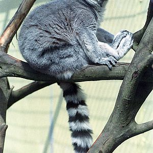 Ring-tailed lemur