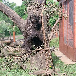 American Tree porcupine