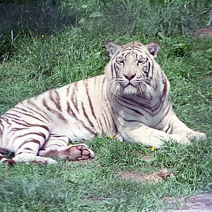 White Bengal tiger