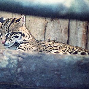 Ocelot