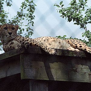 Cheetah
