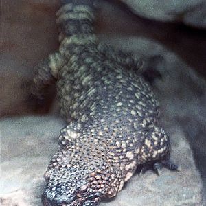 Gila monster