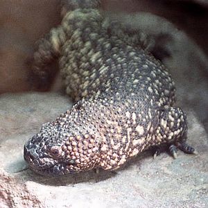 Gila monster