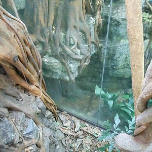 Bronx Zoo- Jungleworld- Door Inside Black Leopard Exhibit