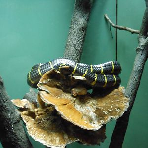Bronx Zoo- Jungleworld- Mangrove Snake