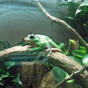 Bronx Zoo- Jungleworld- Giant Tree Frog