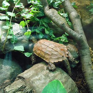 Bronx Zoo- Jungleworld- Black-breasted Leaf Turtle