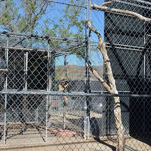 Gibbon Conservation Center