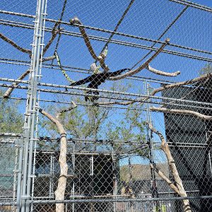 Gibbon Conservation Center