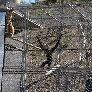 Gibbon Conservation Center