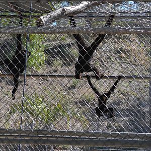 Gibbon Conservation Center