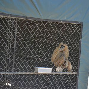 Gibbon Conservation Center