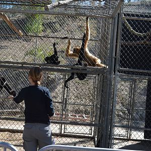 Gibbon Conservation Center