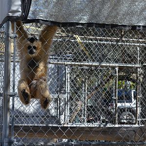 Gibbon Conservation Center