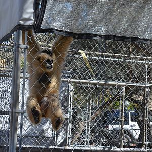 Gibbon Conservation Center