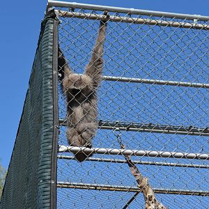 Gibbon Conservation Center