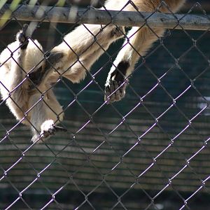 Gibbon Conservation Center
