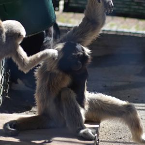 Gibbon Conservation Center