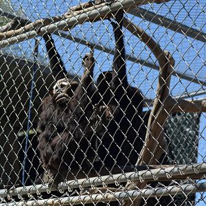 Gibbon Conservation Center