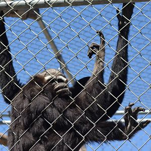 Gibbon Conservation Center