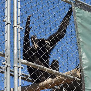 Gibbon Conservation Center