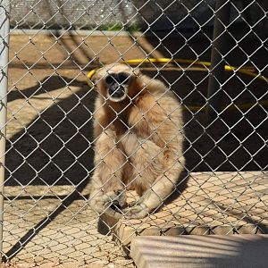 Gibbon Conservation Center