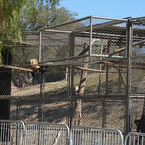Gibbon Conservation Center