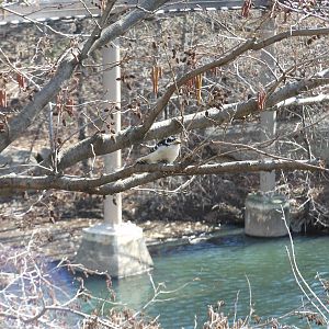 Bronx Zoo- Jungleworld- Downy Woodpecker Perched Outside