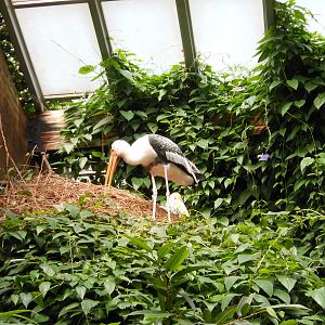 Bronx Zoo- Jungleworld- Painted Storks