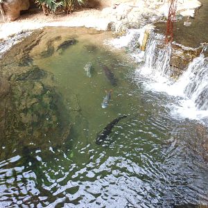 Bronx Zoo- Jungleworld- Pond