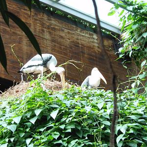Bronx Zoo- Jungleworld- Painted Storks in Nest