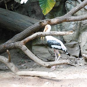 Bronx Zoo- Jungleworld- Painted Stork