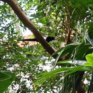 Bronx Zoo- Jungleworld- Unknown Bird