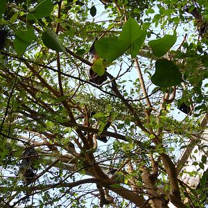 Bronx Zoo- Jungleworld- Rodrigues Flying Foxes Roosting
