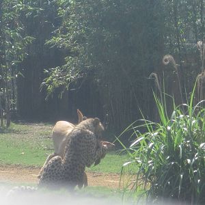 Cheetah Run- Kasi and Mtani