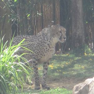 Cheetah Run- Cheetah