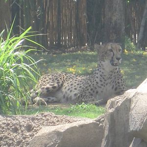 Cheetah Run- Cheetah