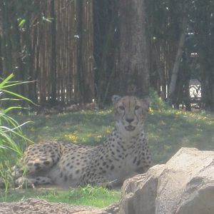 Cheetah Run- Cheetah