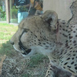 Cheetah Run- Up-Close Cheetah Encounter