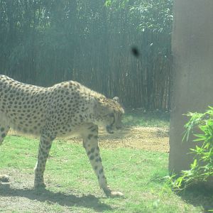 Cheetah Run- Cheetah