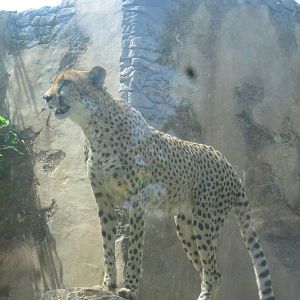 Cheetah Run- Watching Her Territory