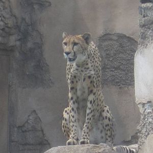 Cheetah Run- Cheetah on Rock